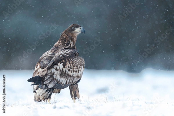 Obraz Seeadler Close Up