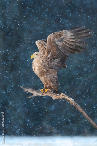Obraz Seeadler Close Up