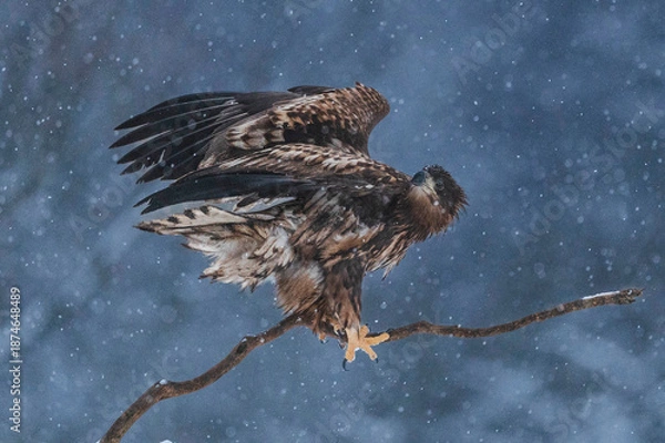 Obraz Seeadler Close Up