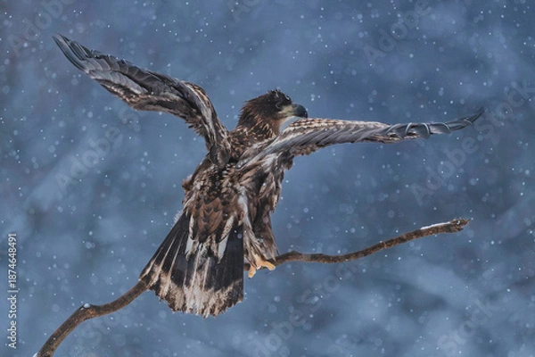 Obraz Seeadler Close Up