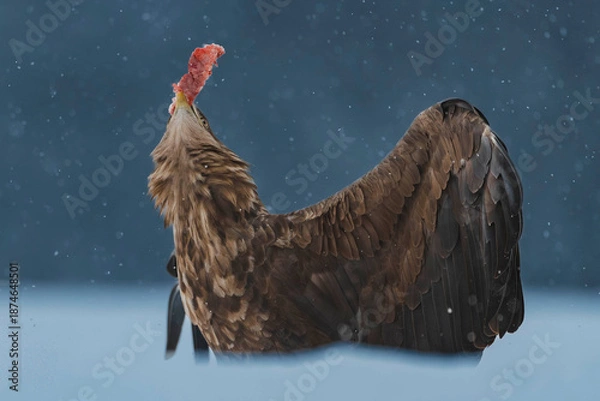 Obraz Seeadler Close Up