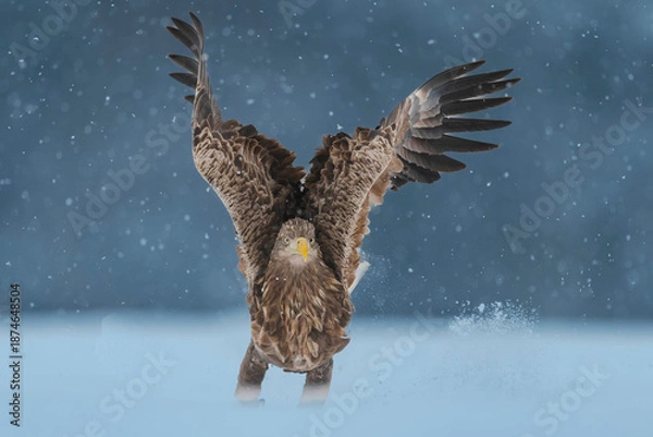 Obraz Seeadler Close Up