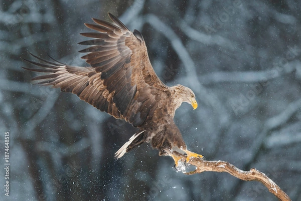 Obraz Seeadler Close Up