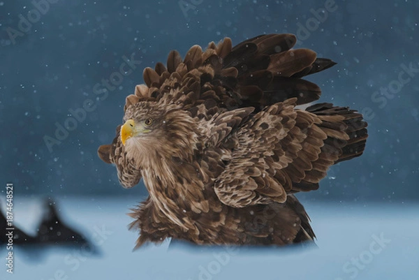 Obraz Seeadler Close Up