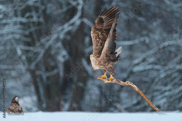 Obraz Seeadler Close Up