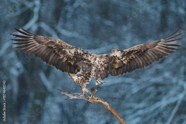 Obraz Seeadler Close Up