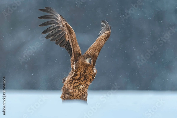 Obraz Seeadler Close Up