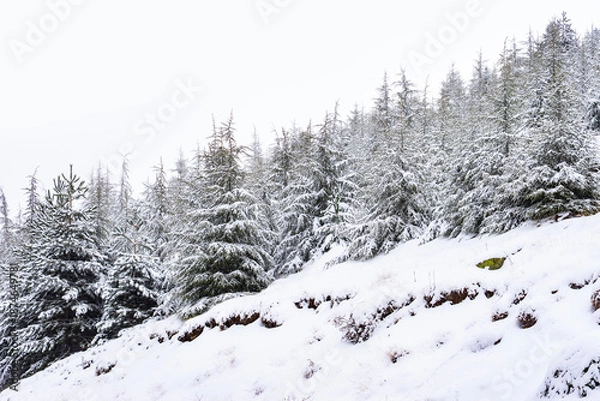 Obraz Snowy pine tree forest creating winter landscape background