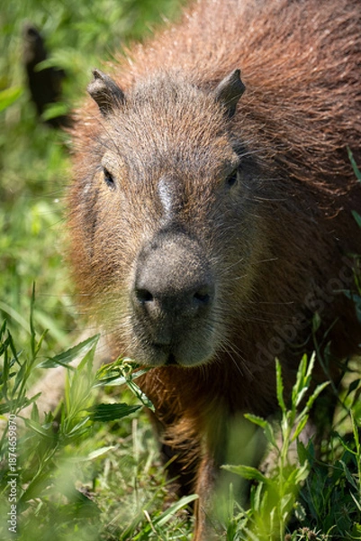 Obraz carpincho capibara