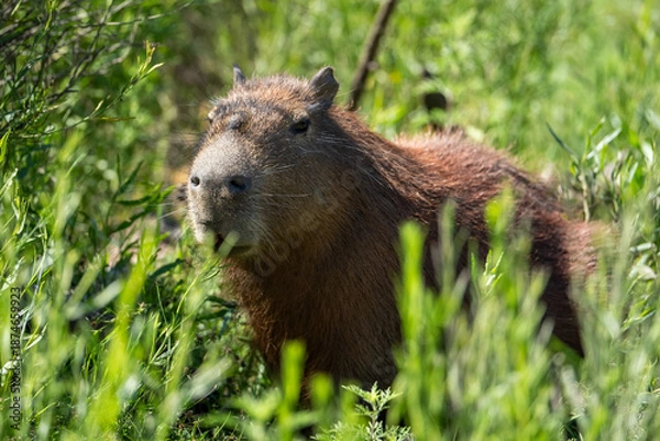 Obraz carpincho capibara
