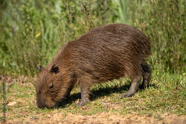 Obraz carpincho capibara