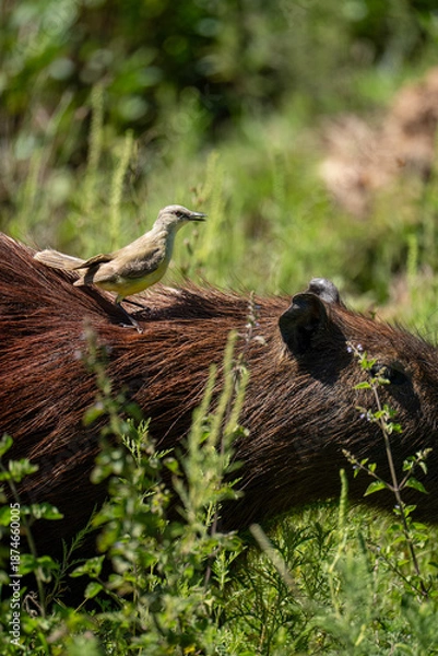 Obraz carpincho capibara