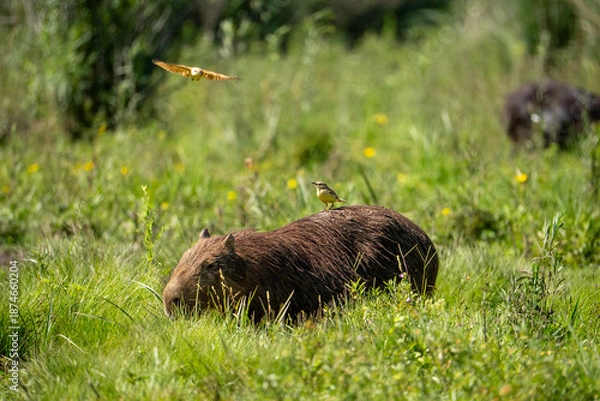 Obraz carpincho capibara