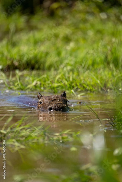 Obraz carpincho capibara