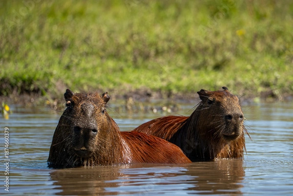 Obraz carpincho capibara