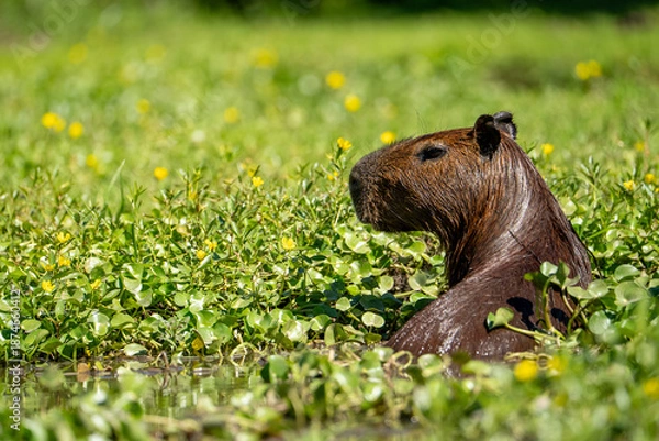 Obraz carpincho capibara