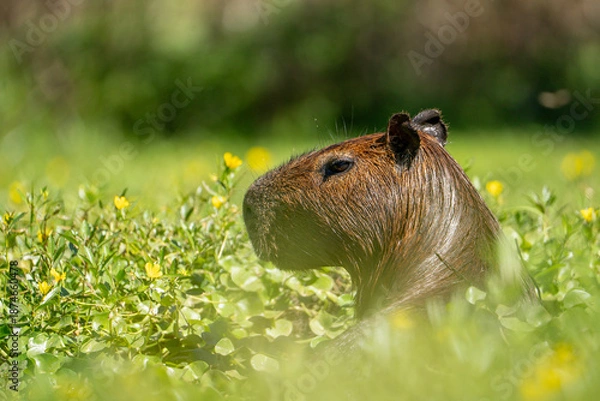 Obraz carpincho capibara