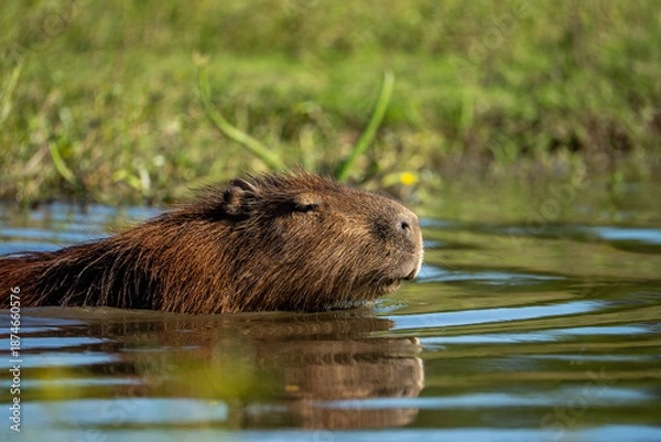 Obraz carpincho capibara