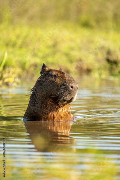 Obraz carpincho capibara