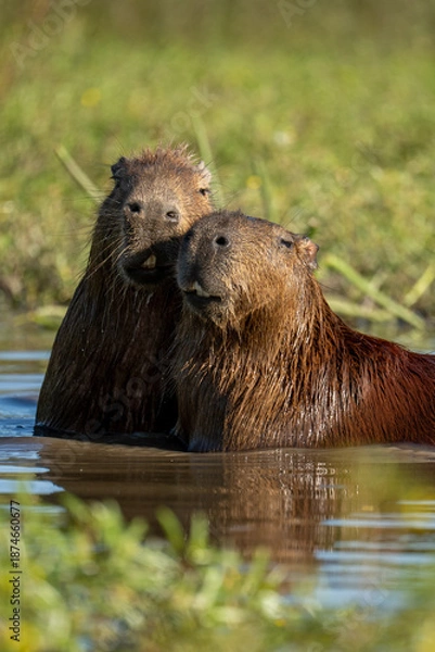 Obraz carpincho capibara
