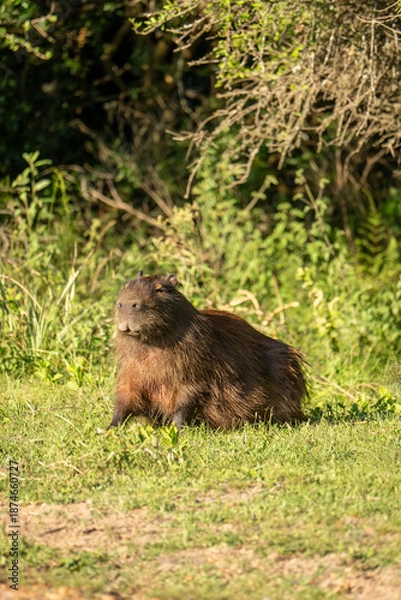 Obraz carpincho capibara