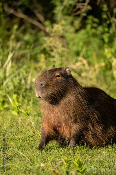 Obraz carpincho capibara