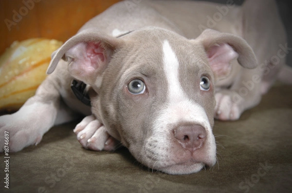 Obraz Rare champagne pit bull