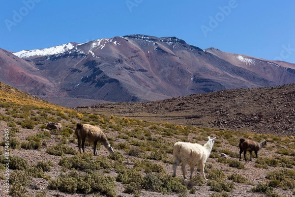 Obraz A landscape with guanaco