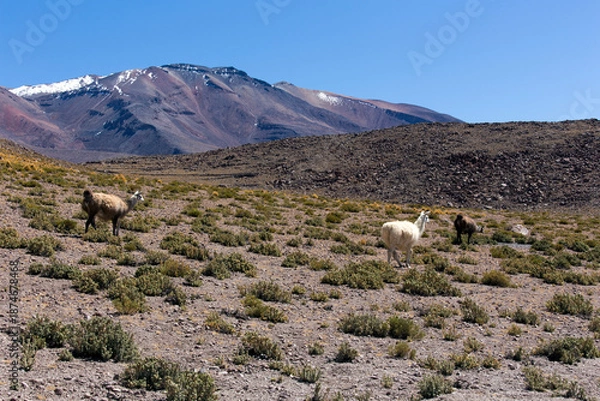 Obraz A landscape with guanaco