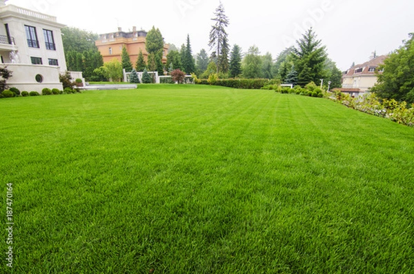 Obraz View on beautiful lawn