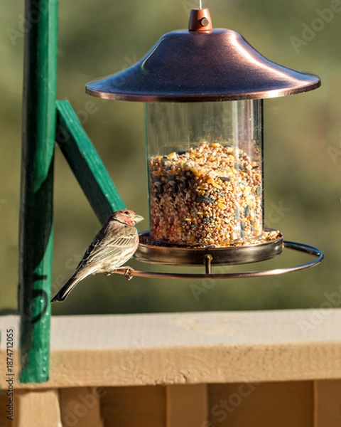 Obraz Bird Feeder 2