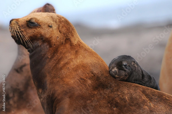 Obraz Lobo marino cria.