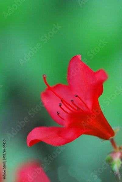 Fototapeta 緑を背景に美しい赤い花びらを咲かすアザレア