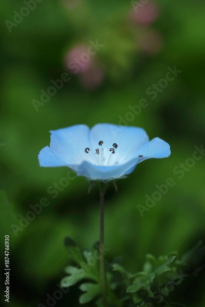 Fototapeta 愛らしいモネフィラ