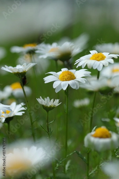 Fototapeta 咲き乱れるマーガレット