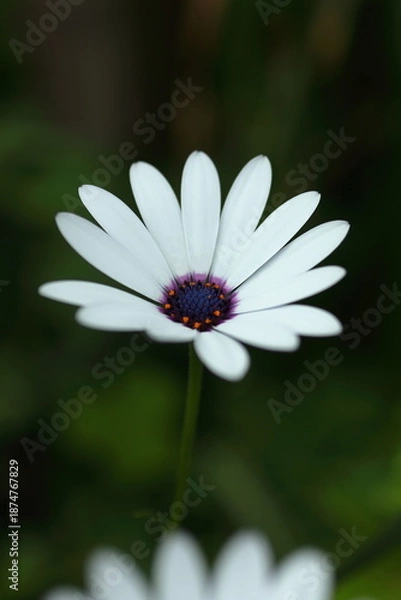 Fototapeta 白いケープマーガレット