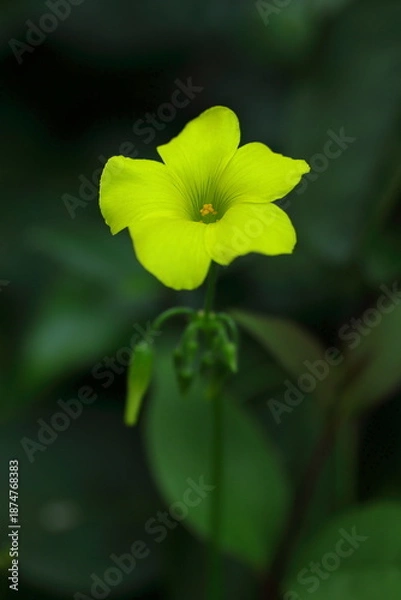 Fototapeta 野に咲くオオキバナカタバミ