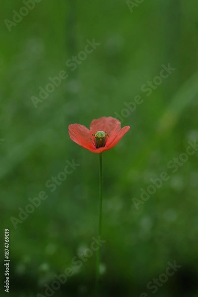 Fototapeta 緑の中で可憐に咲くポピー