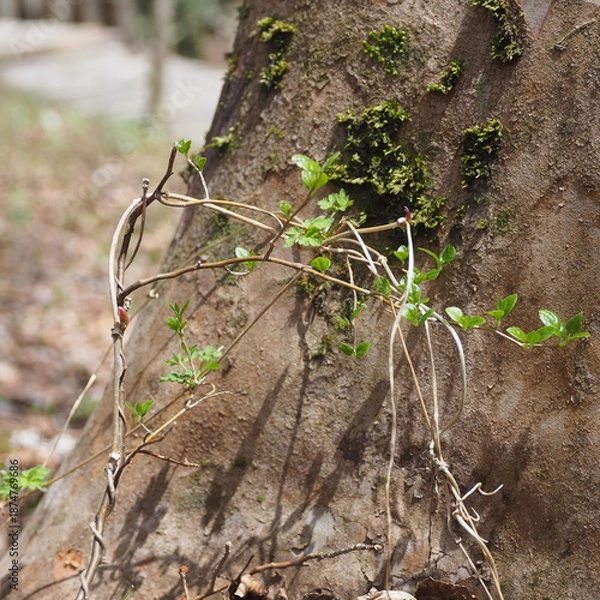 Fototapeta 木の幹に絡む小さな葉の芽吹き
