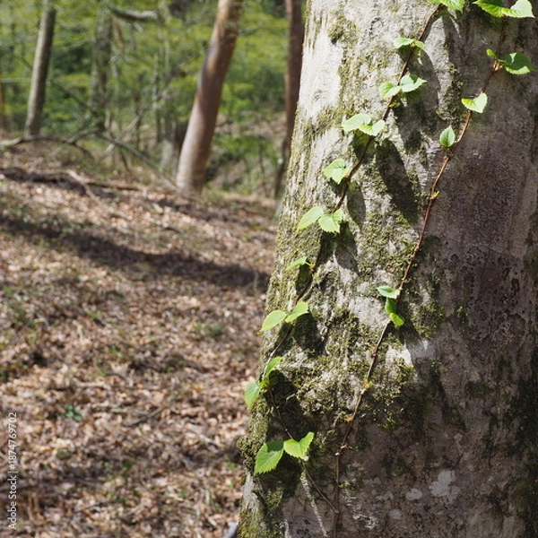 Fototapeta 木の幹に生える蔦