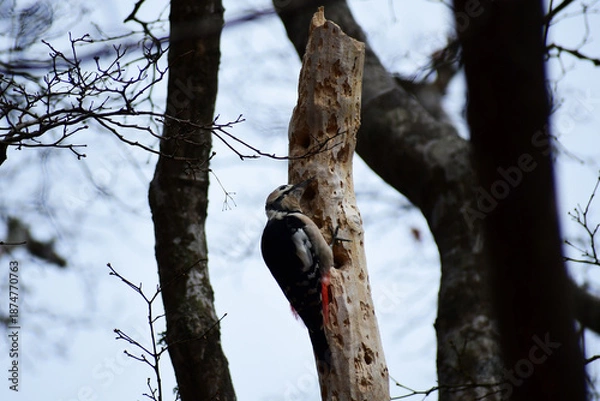 Fototapeta 枯れ木に止まる晩秋のアカゲラ
