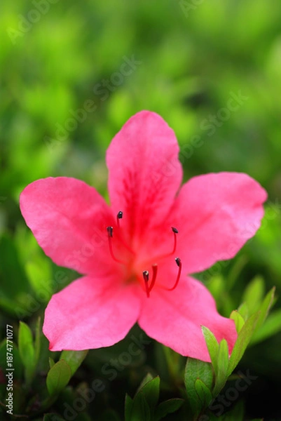 Fototapeta 花壇に咲くアザレア