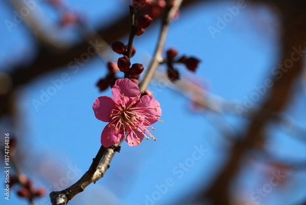 Obraz 寒い中ぽつんと一輪咲く　紅梅　冬の公園