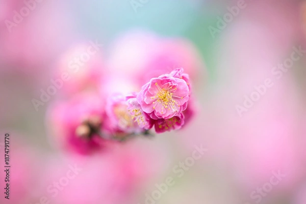 Fototapeta 綺麗に咲いた紅梅の花　背景をぼかして枝先の一輪をクローズアップ撮影