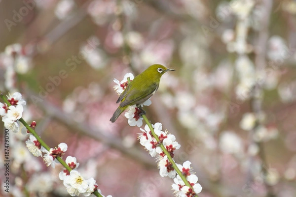 Fototapeta 満開の白梅の花とメジロ