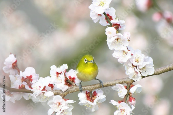 Obraz 満開の白梅の花とメジロ