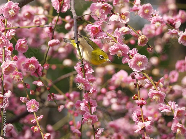 Fototapeta 満開の枝垂れ梅の花とメジロ