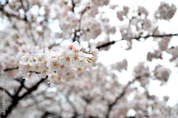 Obraz White cherry blossom background