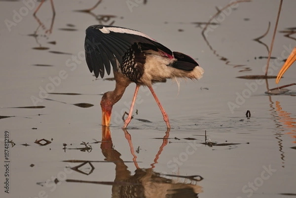 Obraz painted stork