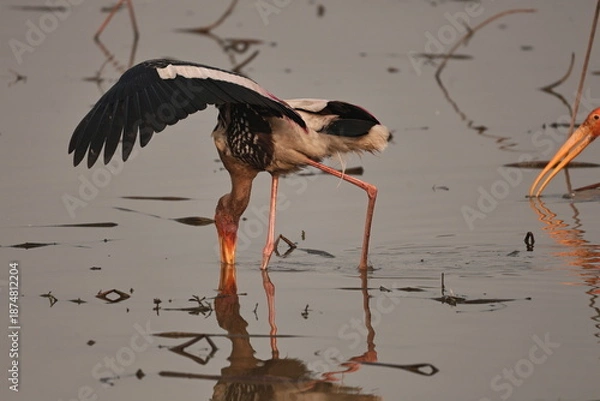 Fototapeta painted stork